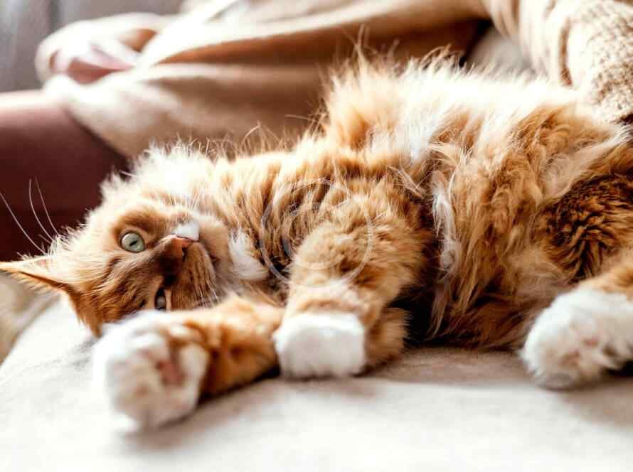 Buy How Can I Stop My Cat From Waking Me Up At Night? In Uae - Cutepets.ae