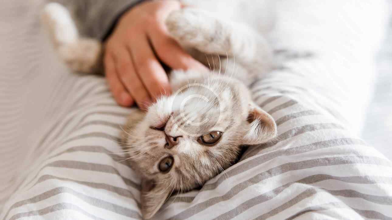Buy How Can I Stop My Cat From Waking Me Up At Night? In Uae - Cutepets.ae