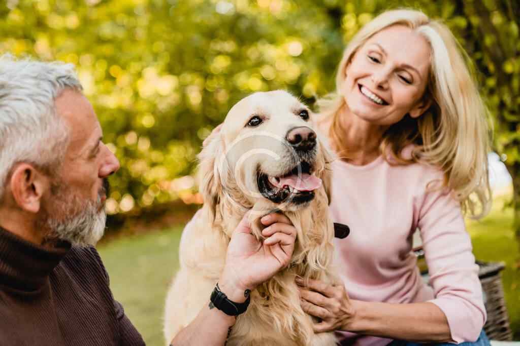 Buy How Can I Stop My Cat From Waking Me Up At Night? In Uae - Cutepets.ae