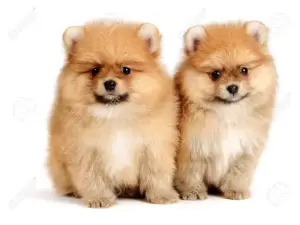 Pomeranian Puppies Uae.