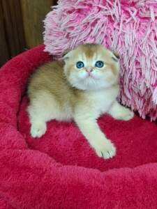 Buy Pet Shop In Uae In Uae - Cutepets.ae Pet Shop In Uae For Healthy And Playful Kittens
