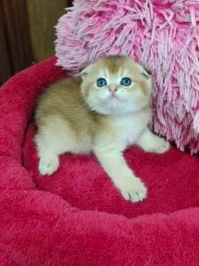 Buy Pet Shop In Uae In Uae - Cutepets.ae Pet Shop In Uae For Healthy And Playful Kittens