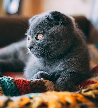 Buy About Us In Uae - Cutepets.ae