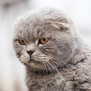 Buy Contacts In Uae - Cutepets.ae