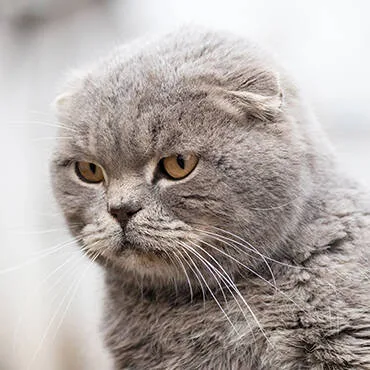 Buy Home In Uae - Cutepets.ae