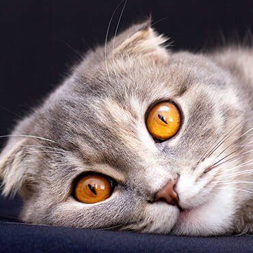 Buy Contacts In Uae - Cutepets.ae