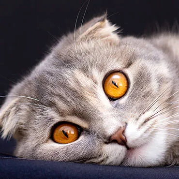 Buy Home In Uae - Cutepets.ae