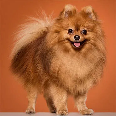 Buy Home In Uae - Cutepets.ae