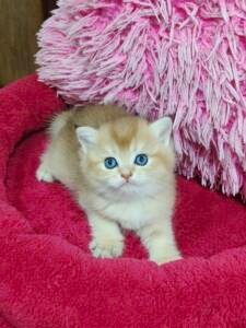 Buy Pets Adoption Shelters In Uae - Cutepets.ae Scottish Fold Cat Ready For Pet Adoption In Uae – Cutepets