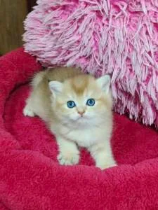 Scottish Fold Cat Ready For Pet Adoption In Uae – Cutepets