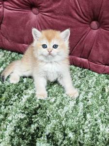 Buy Kittens And Puppies In Uae