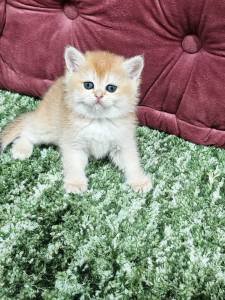 Buy Pet Shop In Uae In Uae - Cutepets.ae Best Kittens Short Hair In Uae