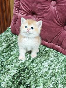 Purebred Kittens For Sale Uae