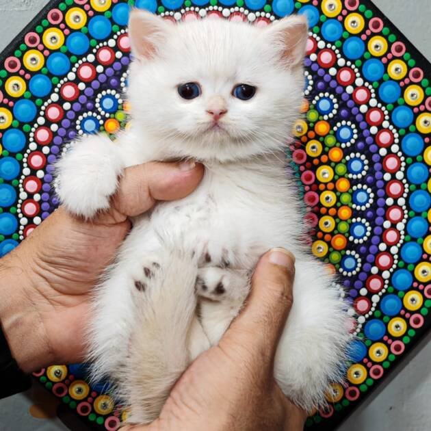 British chanchillah ny132 kittens