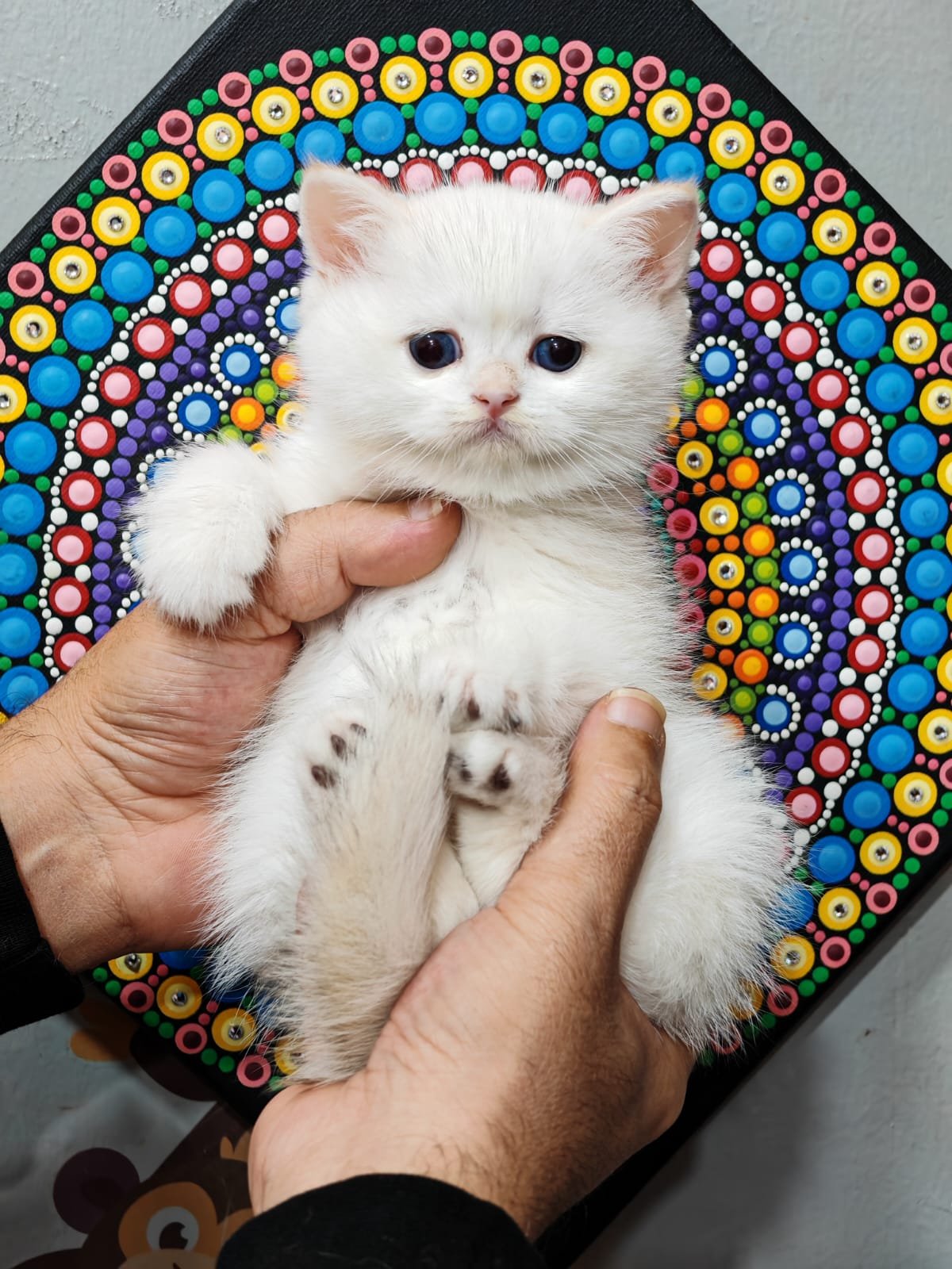 Buy ✨British Chanchillah Ny132 Kittens For Sale In Uae In Uae - Cutepets.ae ✨British Chanchillah Ny132 Kittens For Sale In Uae - Image 5