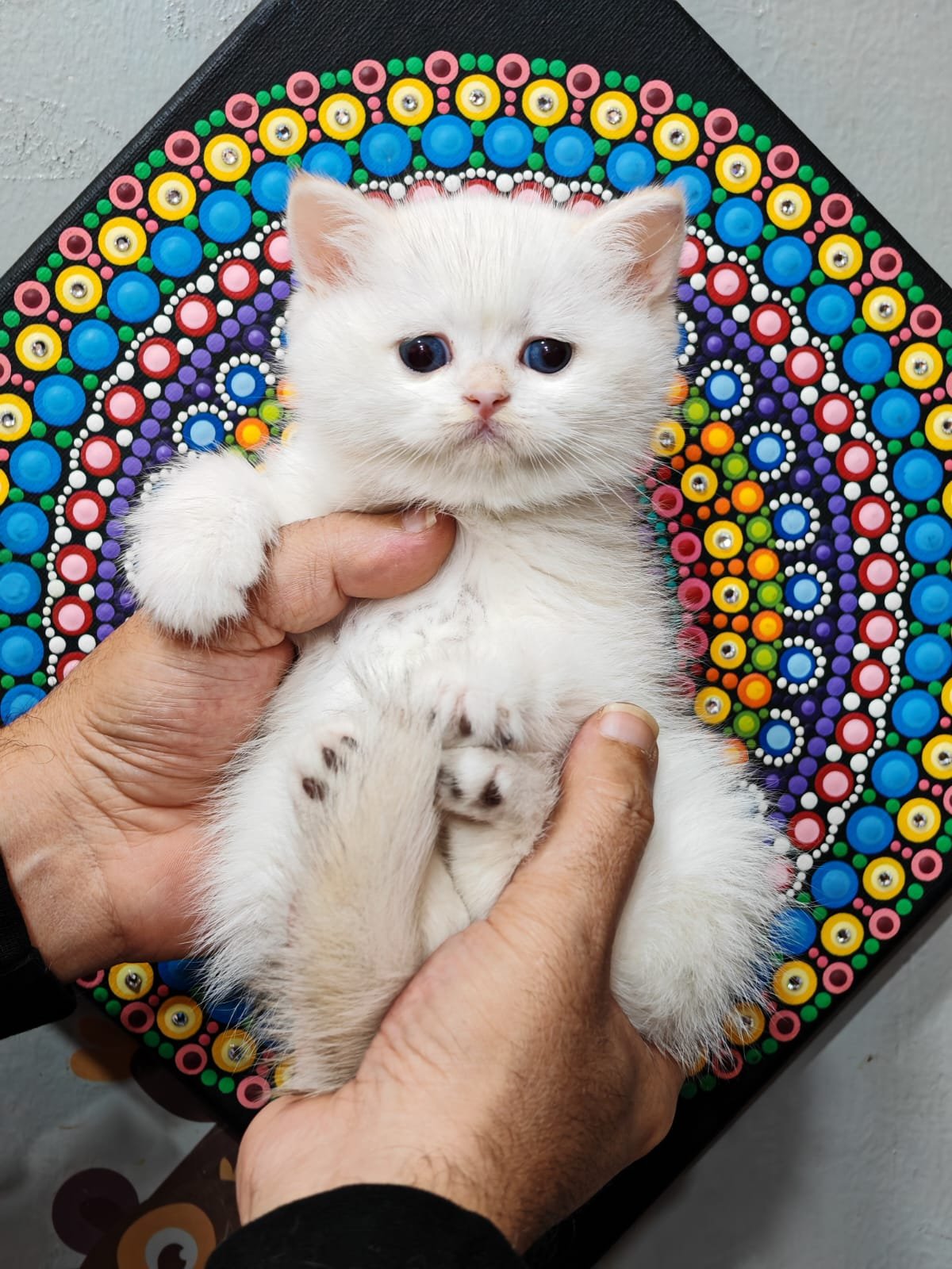 Buy ✨British Chanchillah Ny132 Kittens For Sale In Uae In Uae - Cutepets.ae ✨British Chanchillah Ny132 Kittens For Sale In Uae - Image 8