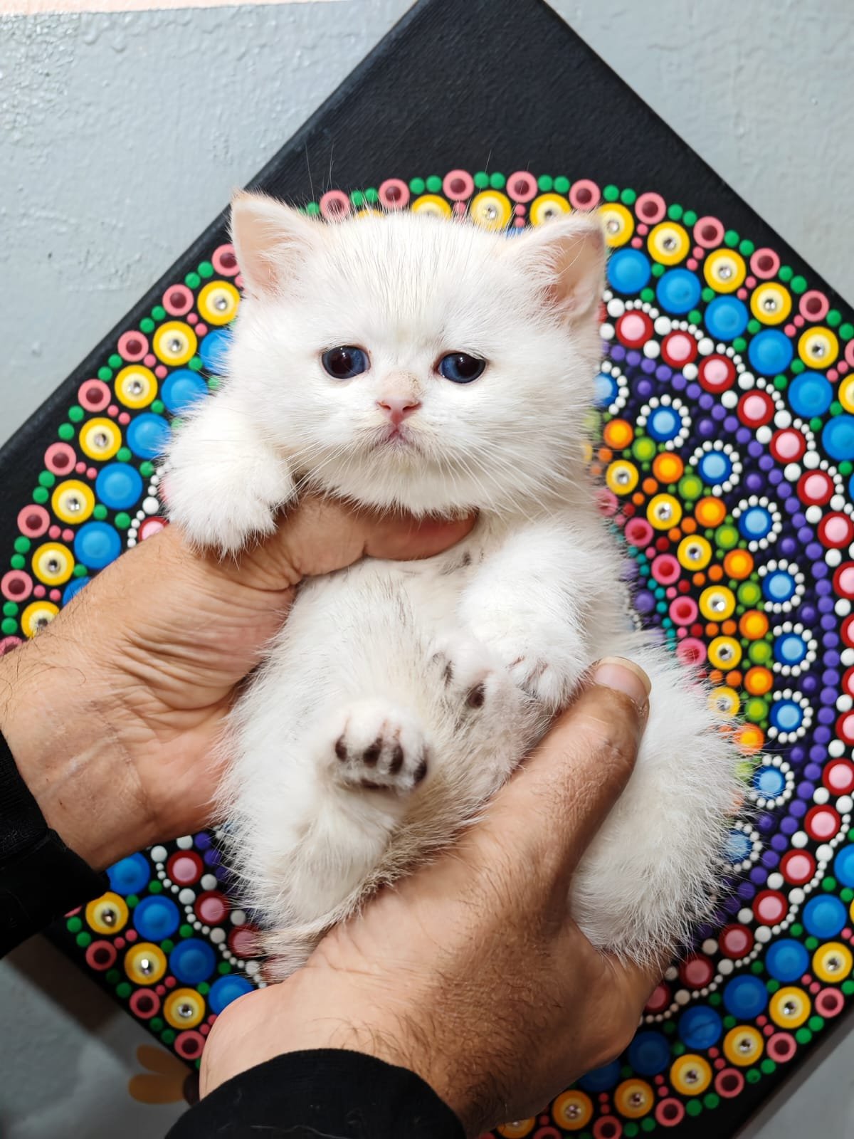 Buy ✨British Chanchillah Ny132 Kittens For Sale In Uae In Uae - Cutepets.ae ✨British Chanchillah Ny132 Kittens For Sale In Uae - Image 2