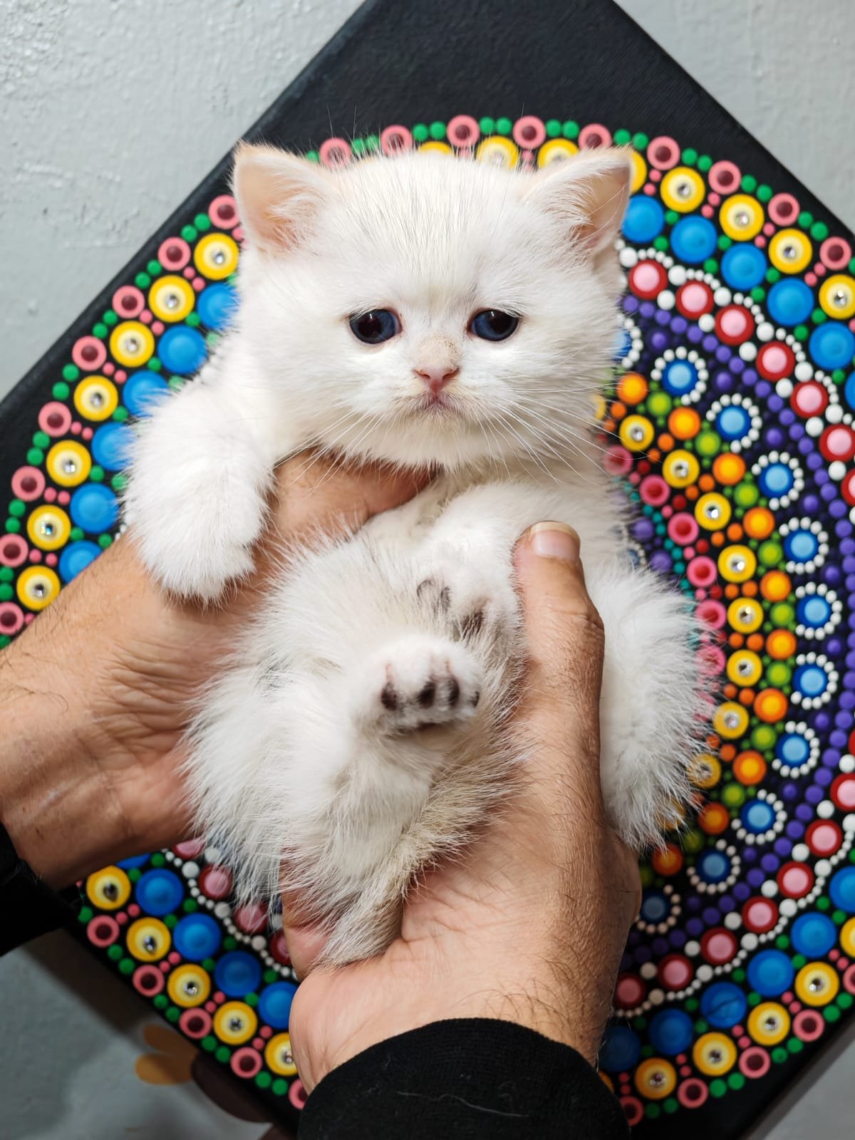 Buy ✨British Chanchillah Ny132 Kittens For Sale In Uae In Uae - Cutepets.ae ✨British Chanchillah Ny132 Kittens For Sale In Uae - Image 3