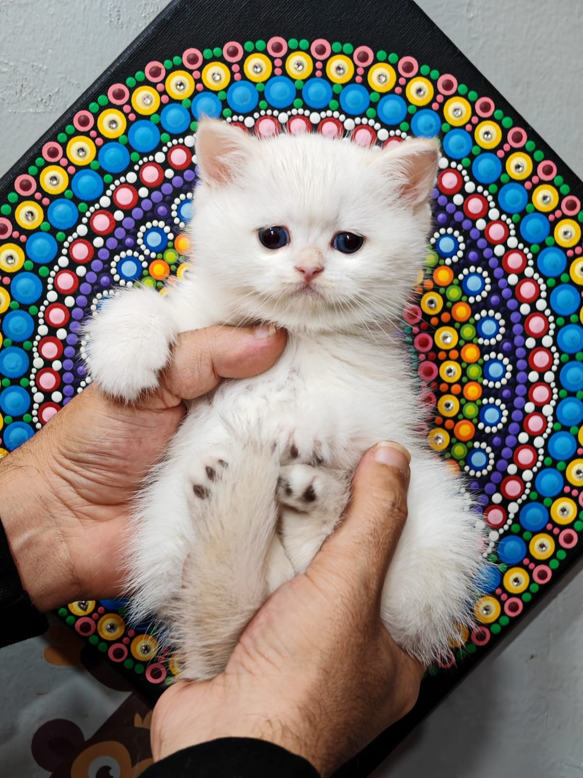 Buy ✨British Chanchillah Ny132 Kittens For Sale In Uae In Uae - Cutepets.ae ✨British Chanchillah Ny132 Kittens For Sale In Uae - Image 4