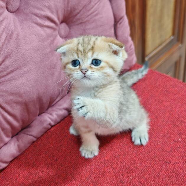 Scottish Fold Golden kittens for sale