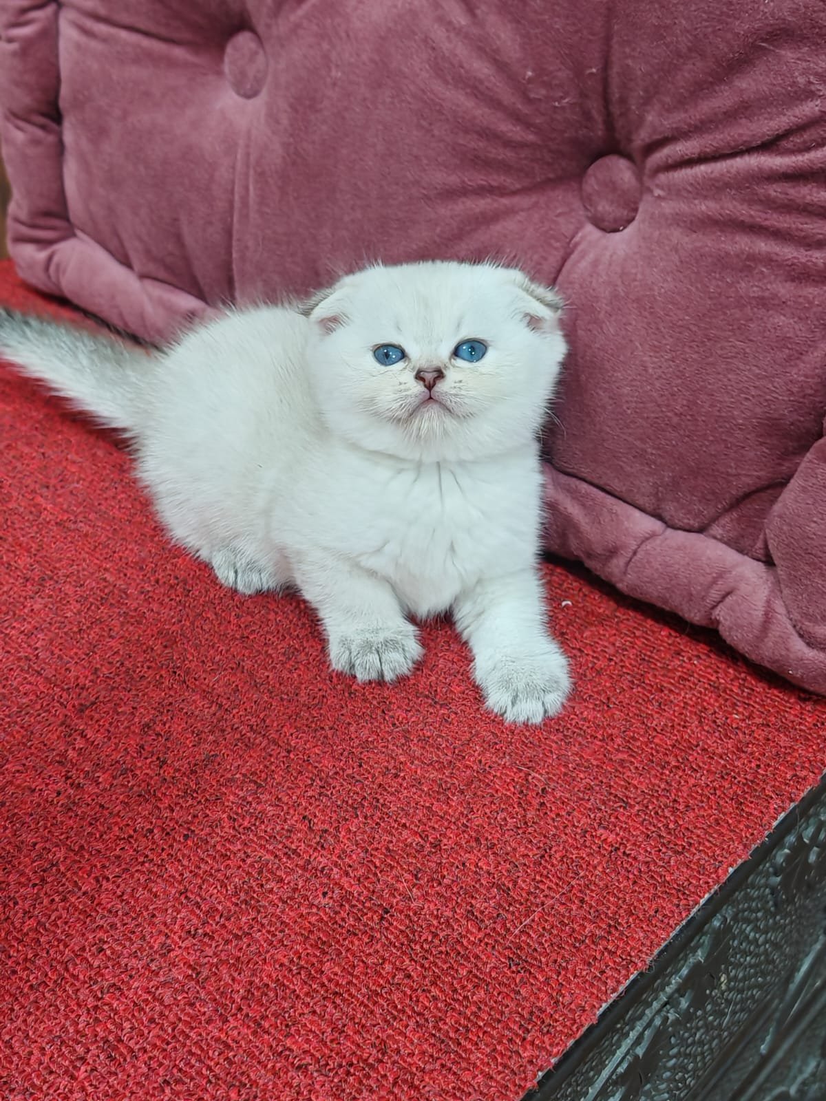 Buy Scottish Fold Golden Kittens For Sale In Uae - Cutepets.ae Scottish Fold Golden Kittens For Sale - Image 15