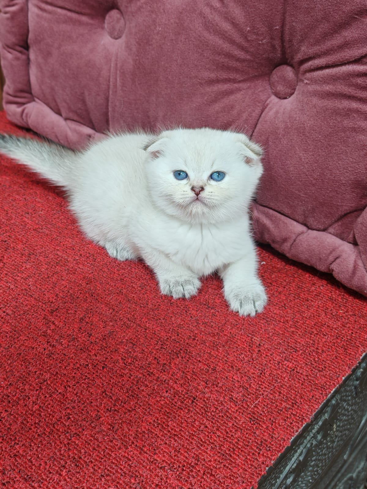 Buy Scottish Fold Golden Kittens For Sale In Uae - Cutepets.ae Scottish Fold Golden Kittens For Sale - Image 16