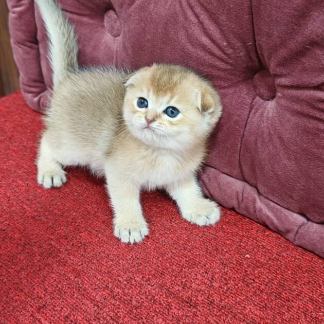 Scottish fold golden chinchilla kittens