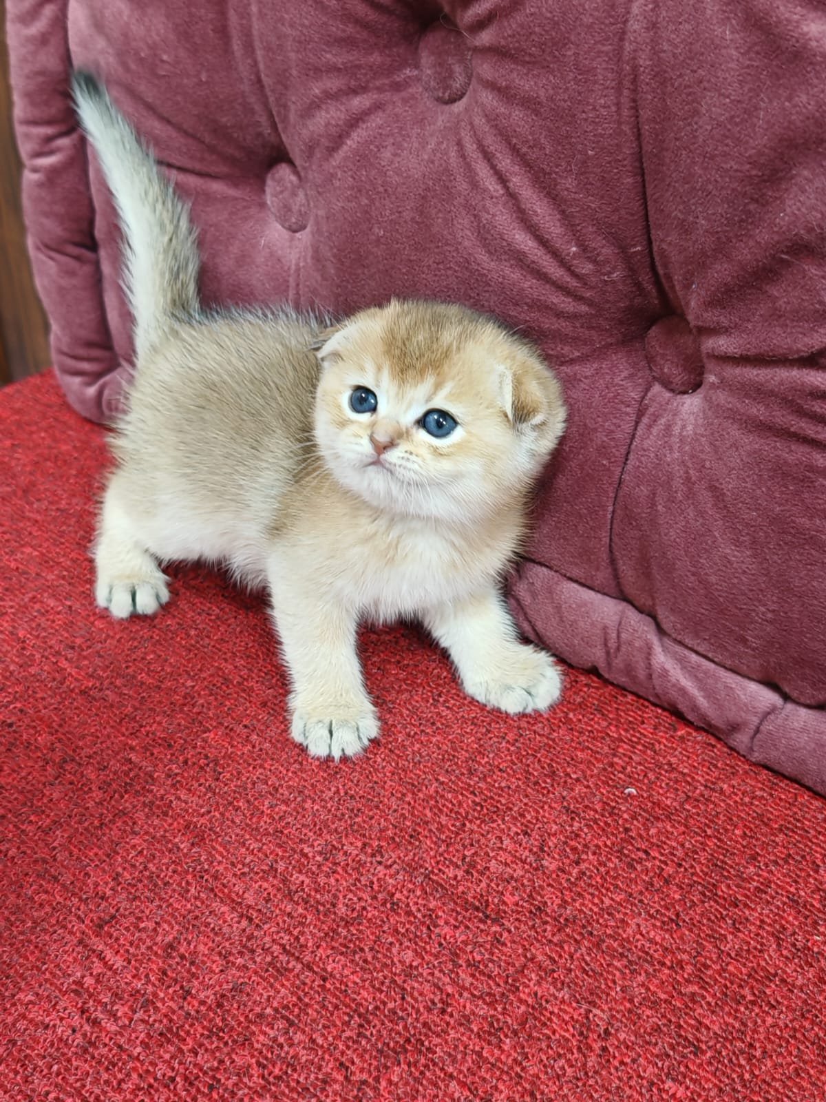 Buy Scottish Fold Golden Kittens For Sale In Uae - Cutepets.ae Scottish Fold Golden Chinchilla Kittens