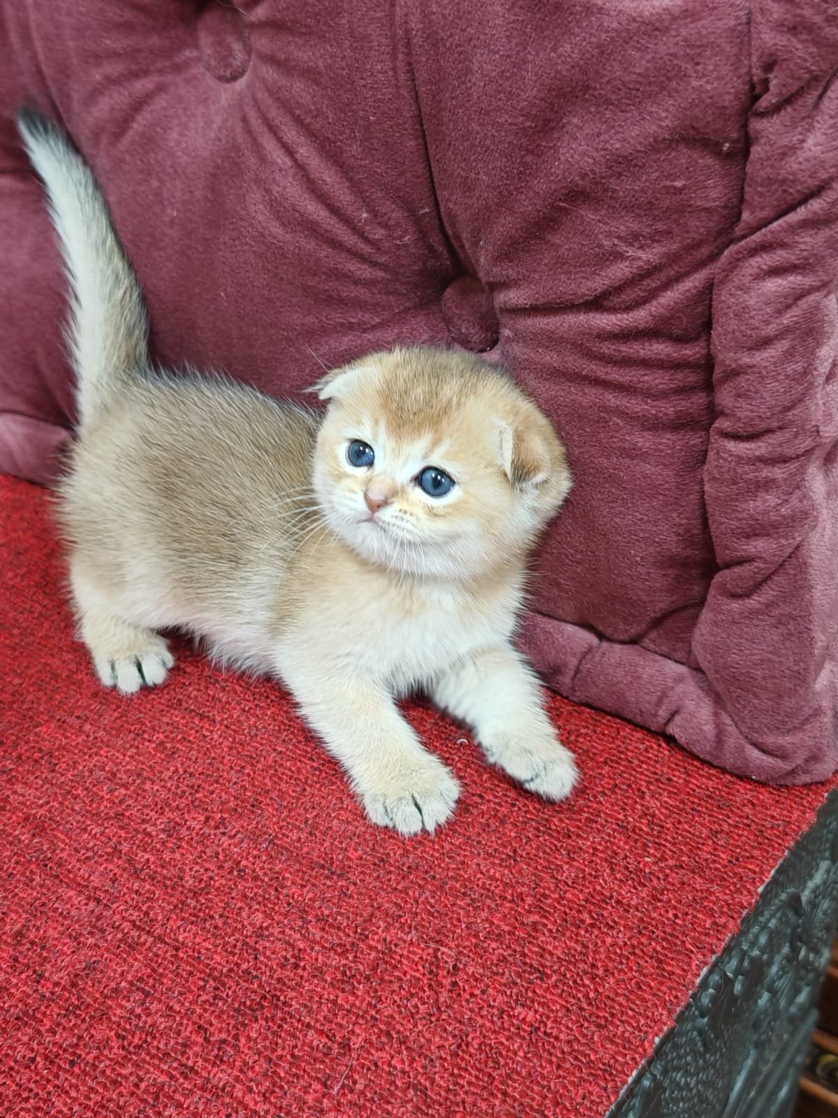 Buy Scottish Fold Golden Kittens For Sale In Uae - Cutepets.ae Scottish Fold Golden Kittens For Sale - Image 18