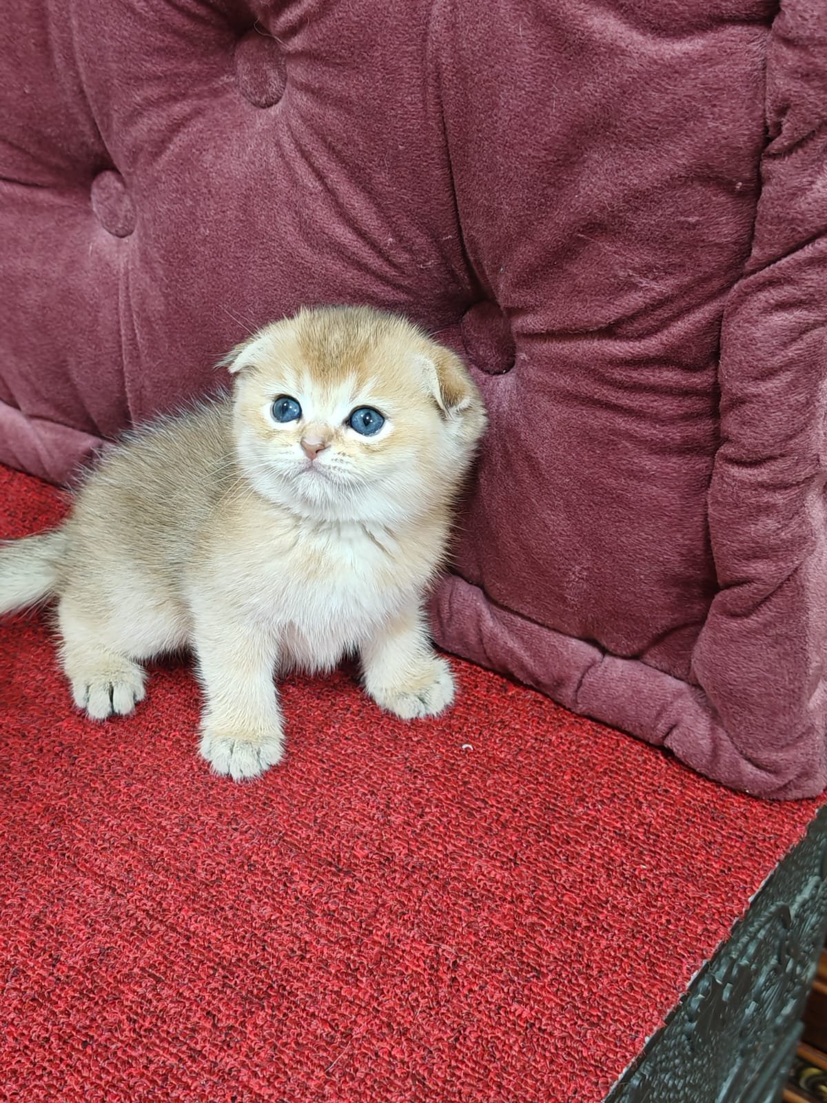 Buy Scottish Fold Golden Kittens For Sale In Uae - Cutepets.ae Scottish Fold Golden Kittens For Sale - Image 2