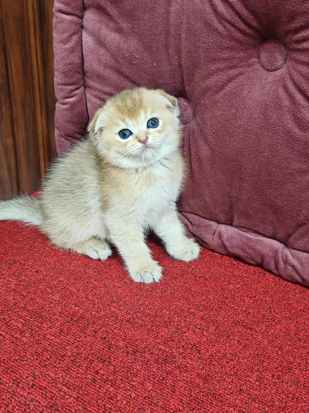Buy Scottish Fold Golden Kittens For Sale In Uae - Cutepets.ae Scottish Fold Golden Kittens For Sale - Image 3
