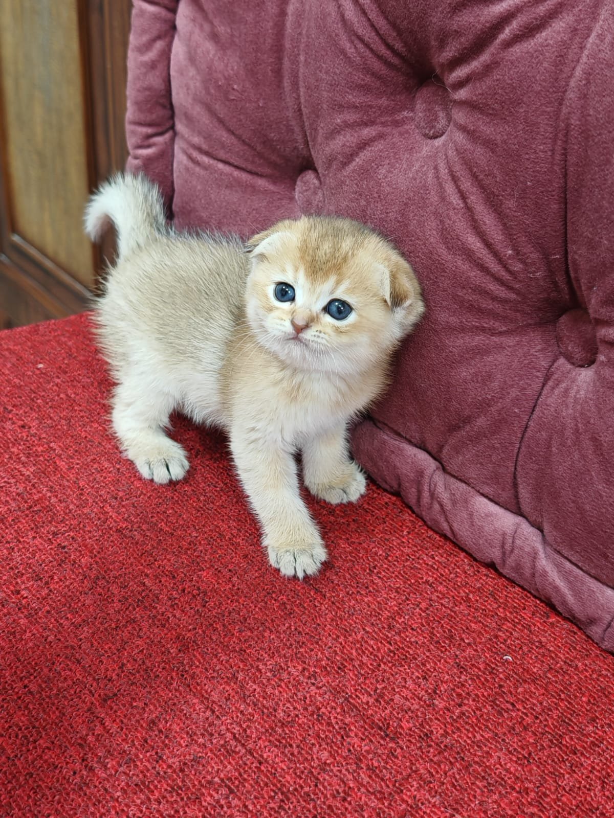Buy Scottish Fold Golden Kittens For Sale In Uae - Cutepets.ae Scottish Fold Golden Kittens For Sale - Image 4