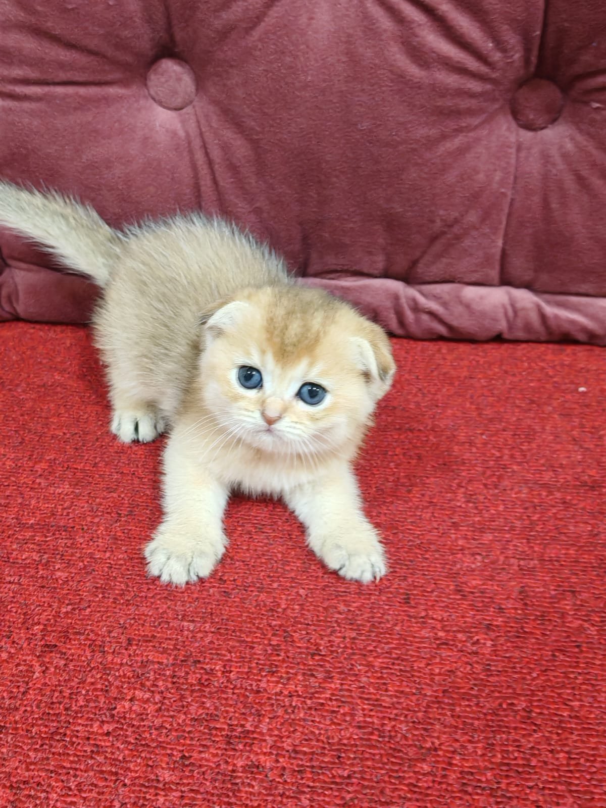 Buy Scottish Fold Golden Kittens For Sale In Uae - Cutepets.ae Scottish Fold Golden Kittens For Sale - Image 5
