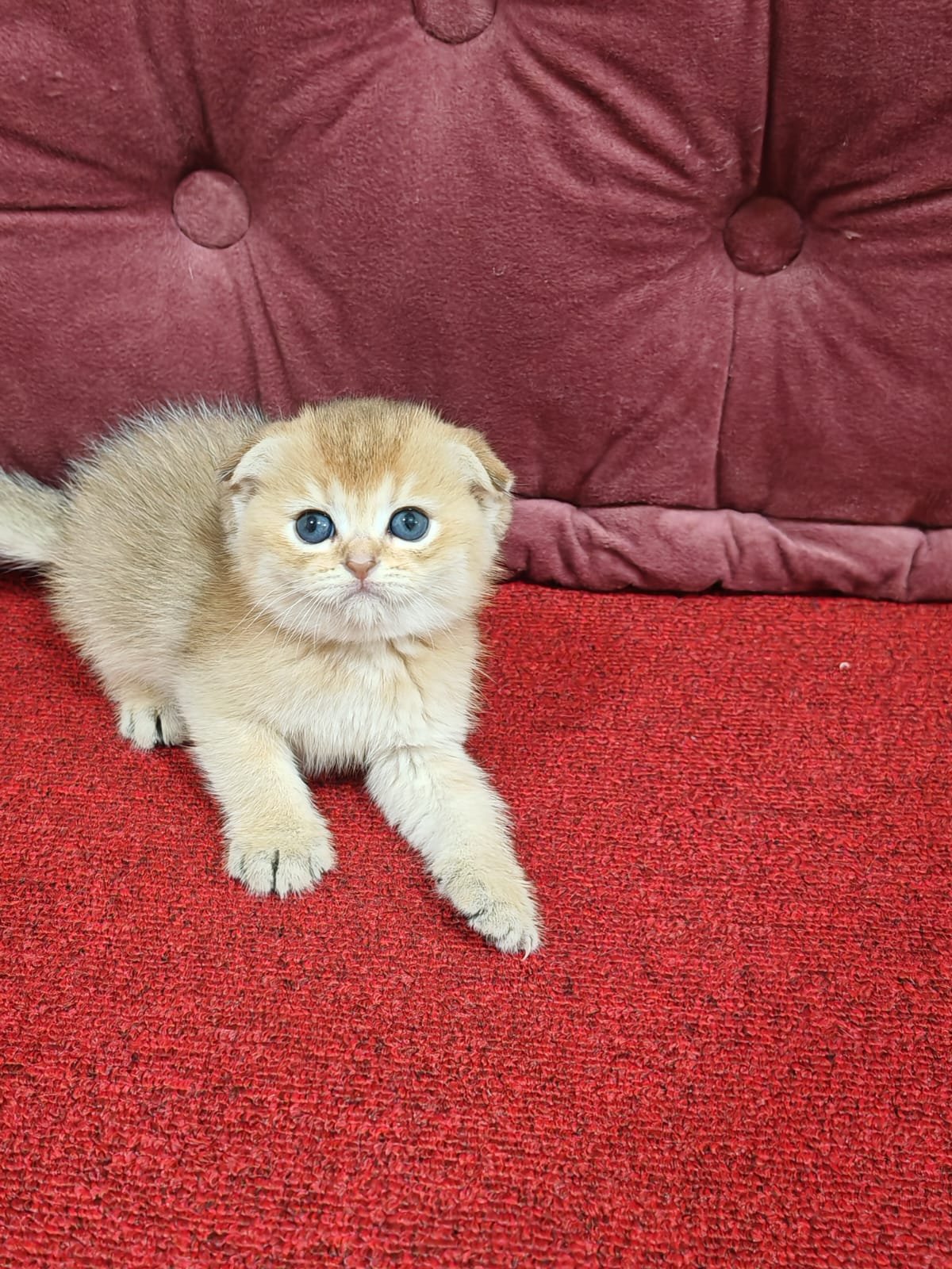 Buy Scottish Fold Golden Kittens For Sale In Uae - Cutepets.ae Scottish Fold Golden Kittens For Sale - Image 6