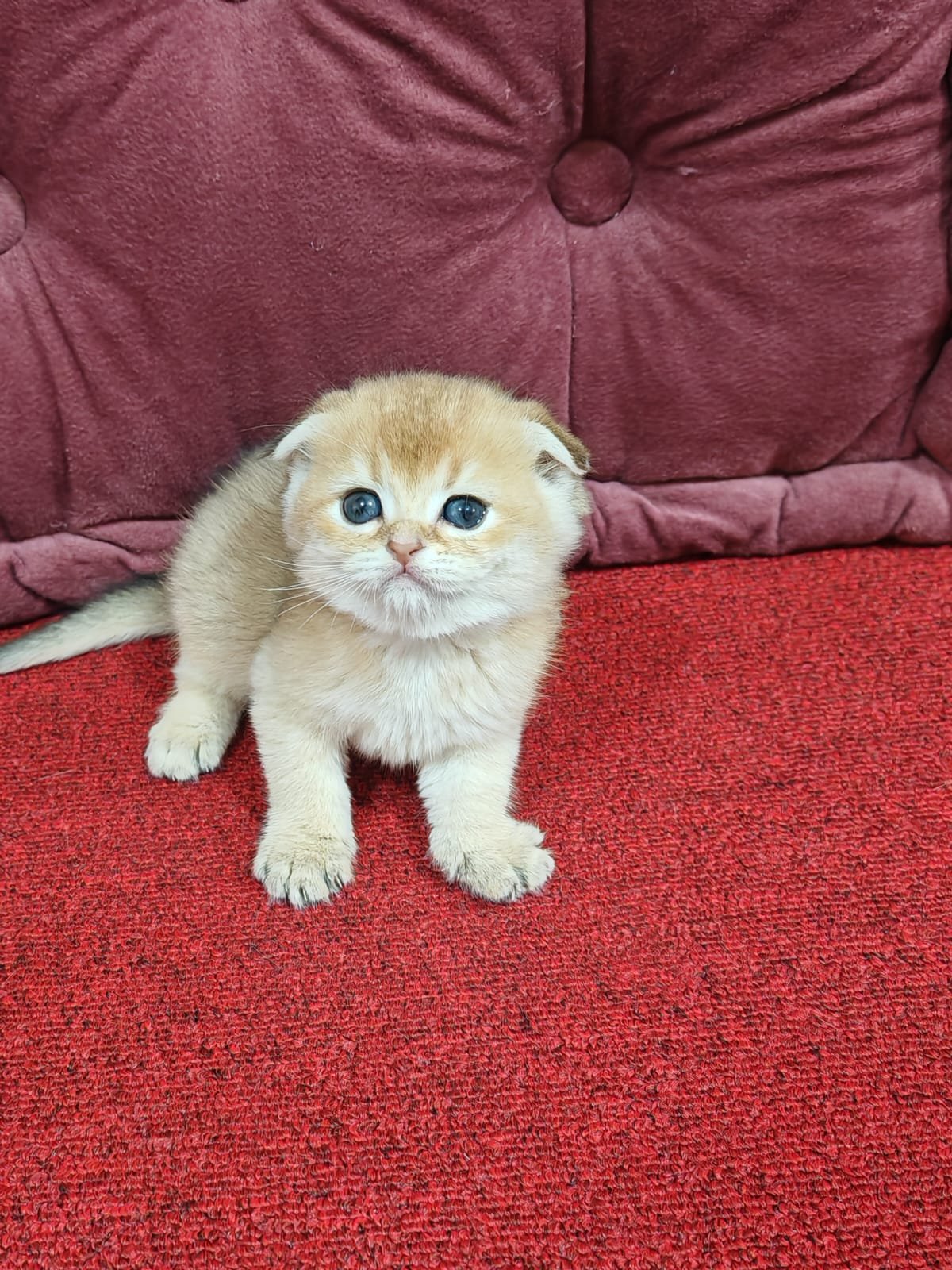 Buy Scottish Fold Golden Kittens For Sale In Uae - Cutepets.ae Scottish Fold Golden Kittens For Sale - Image 8