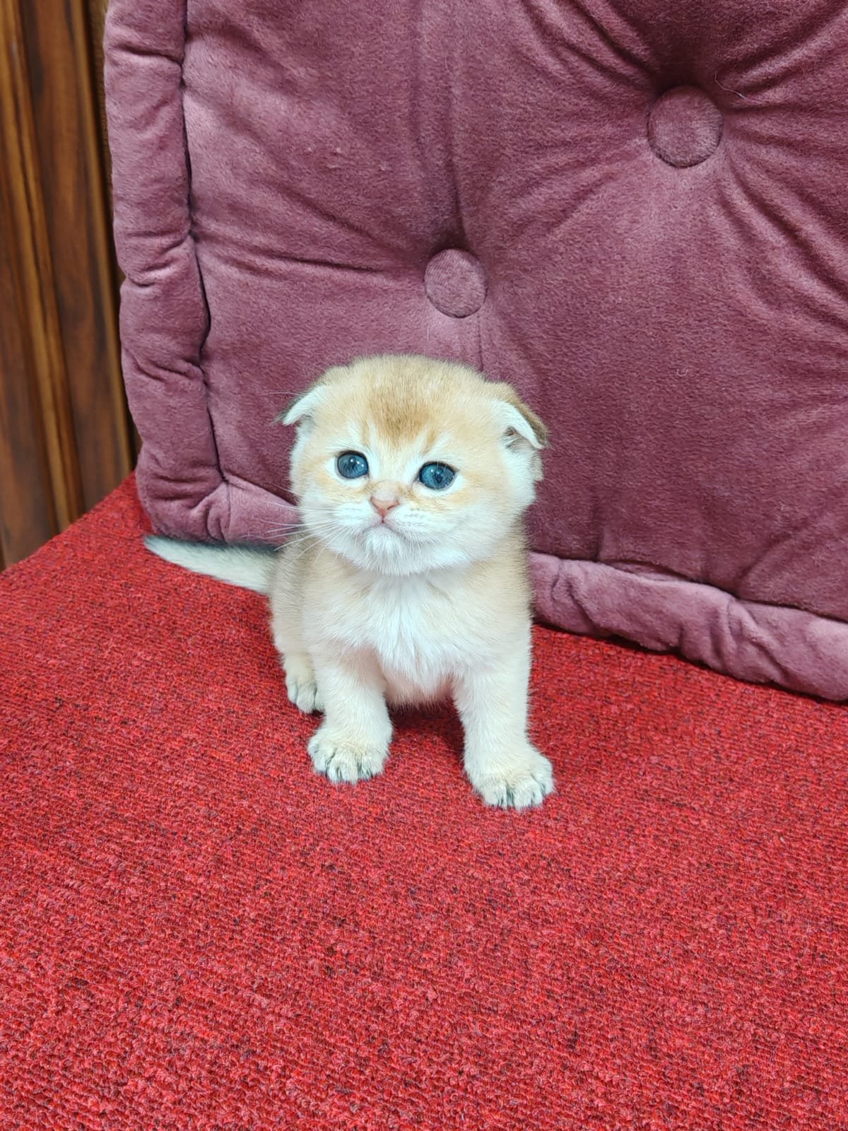 Buy Scottish Fold Golden Kittens For Sale In Uae - Cutepets.ae Scottish Fold Golden Kittens For Sale - Image 9