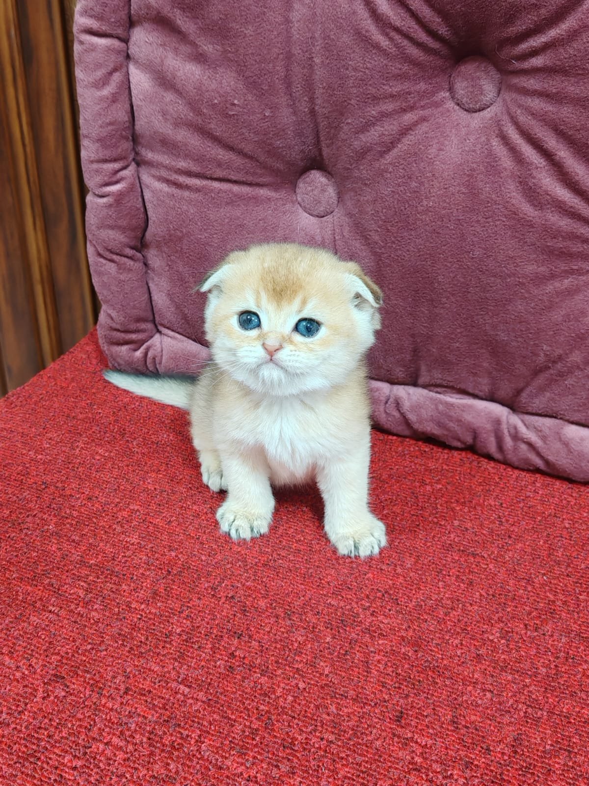 Buy Scottish Fold Golden Kittens For Sale In Uae - Cutepets.ae Scottish Fold Golden Kittens For Sale - Image 10