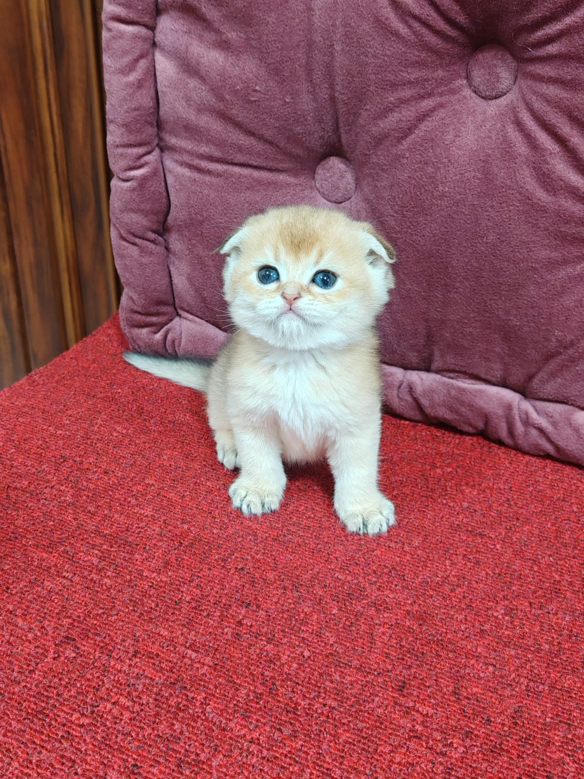 Buy Scottish Fold Golden Kittens For Sale In Uae - Cutepets.ae Scottish Fold Golden Kittens For Sale - Image 11