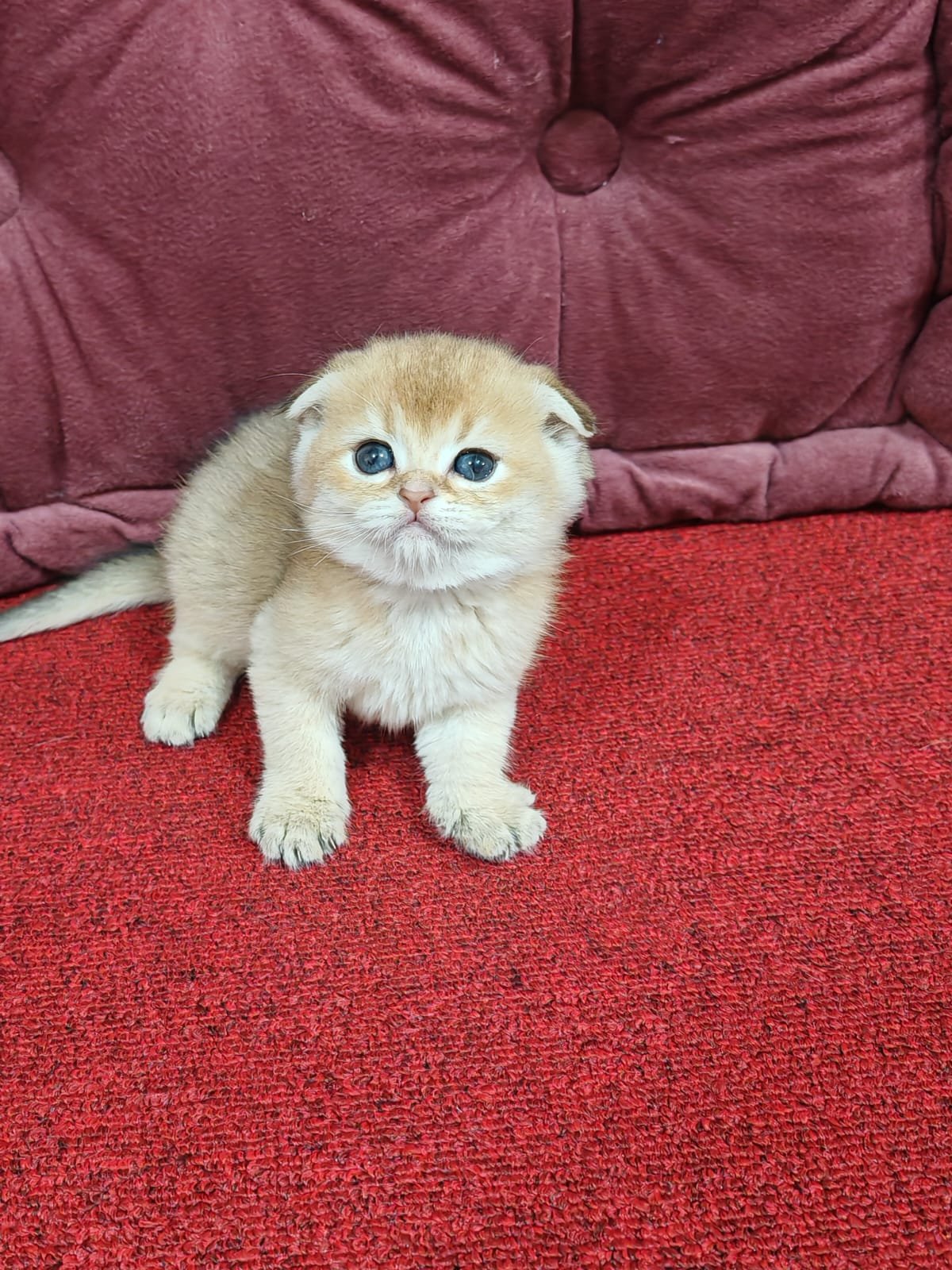Buy Scottish Fold Golden Kittens For Sale In Uae - Cutepets.ae Scottish Fold Golden Kittens For Sale - Image 12