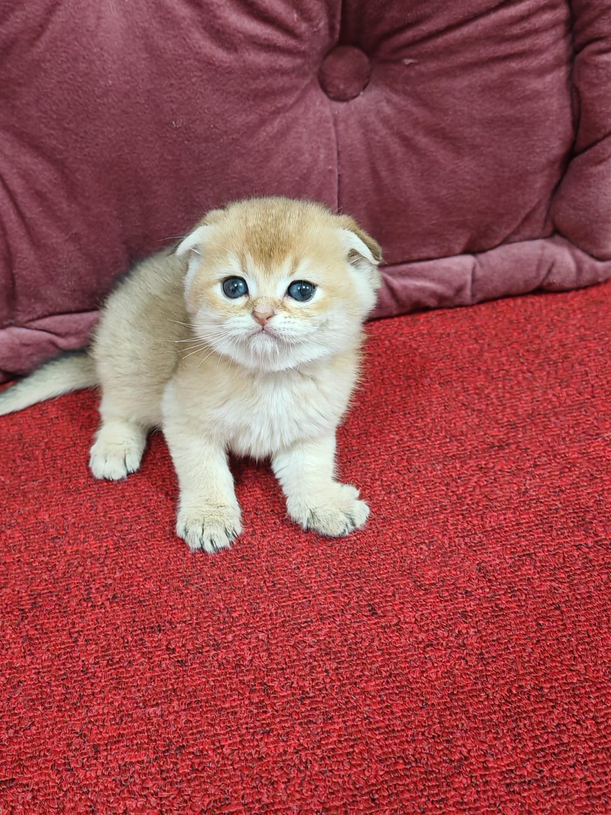 Buy Scottish Fold Golden Kittens For Sale In Uae - Cutepets.ae Scottish Fold Golden Kittens For Sale - Image 13