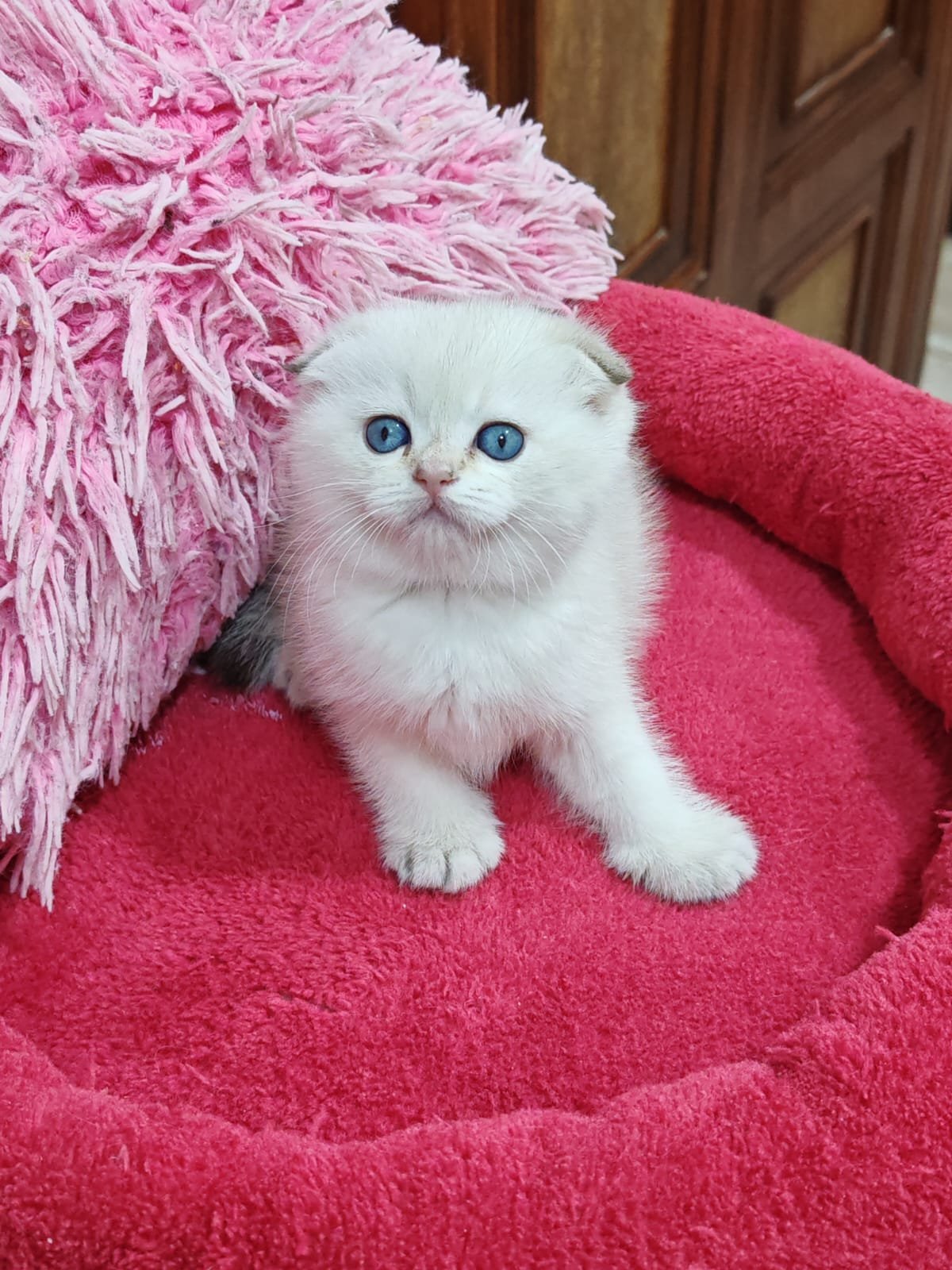 Buy Scottish Fold Golden Kittens For Sale In Uae - Cutepets.ae Scottish Fold Golden Kittens For Sale - Image 9