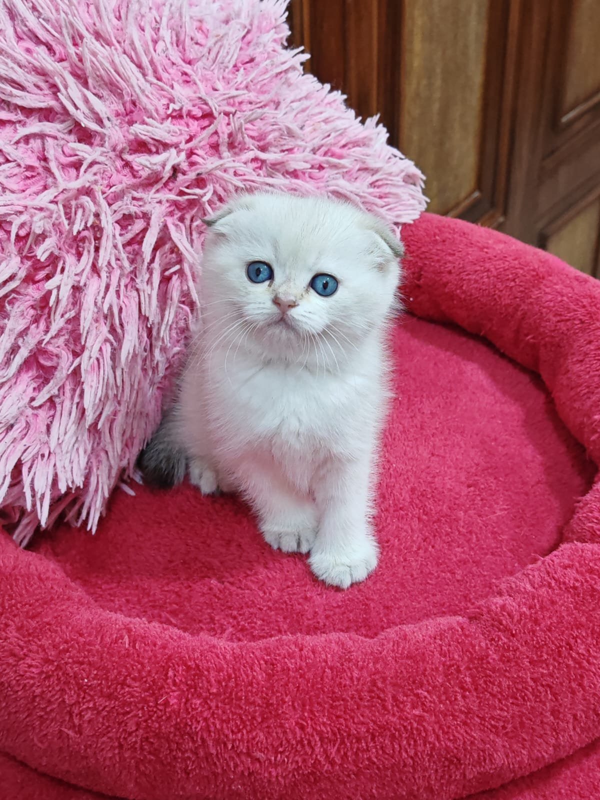 Buy Scottish Fold Golden Kittens For Sale In Uae - Cutepets.ae Scottish Fold Golden Kittens For Sale - Image 8