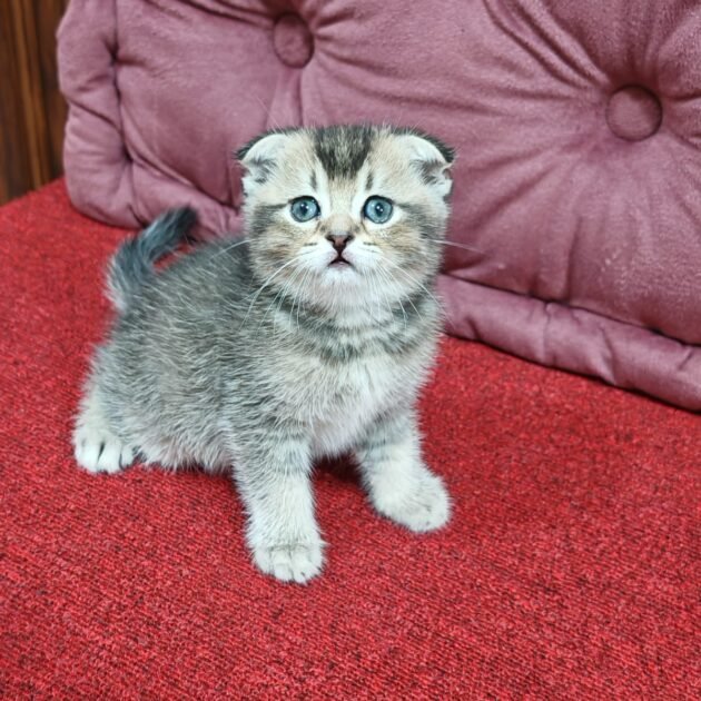 Scottish fold golden chinchilla kittens