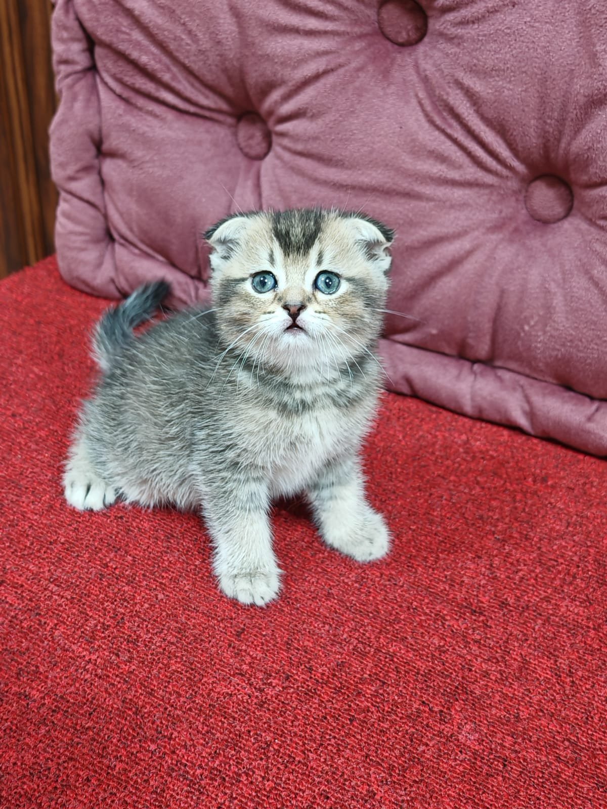 Buy Scottish Fold Golden Kittens For Sale In Uae - Cutepets.ae Scottish Fold Golden Chinchilla Kittens