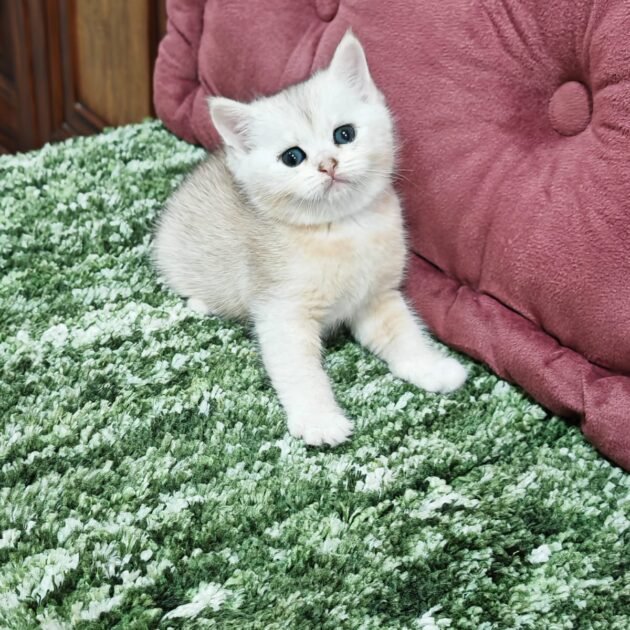 British Golden kittens for sale in UAE