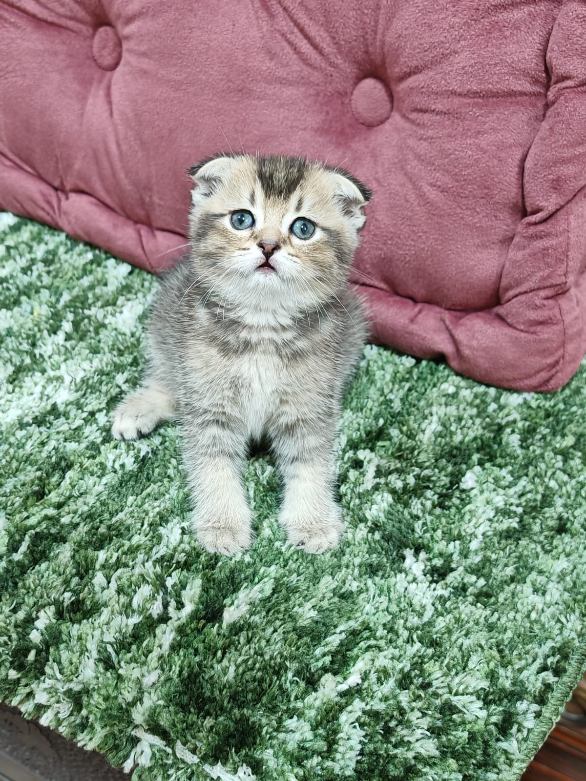 Buy Scottish Fold Golden Kittens For Sale In Uae - Cutepets.ae Scottish Fold Golden Kittens For Sale - Image 4
