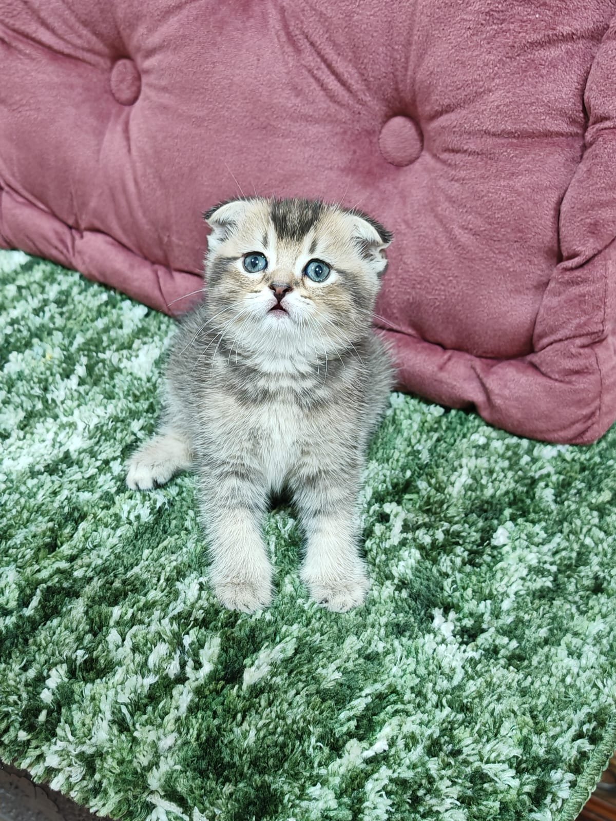 Buy Scottish Fold Golden Kittens For Sale In Uae - Cutepets.ae Scottish Fold Golden Kittens For Sale - Image 7