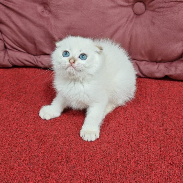 Scottish fold golden chinchilla kittens