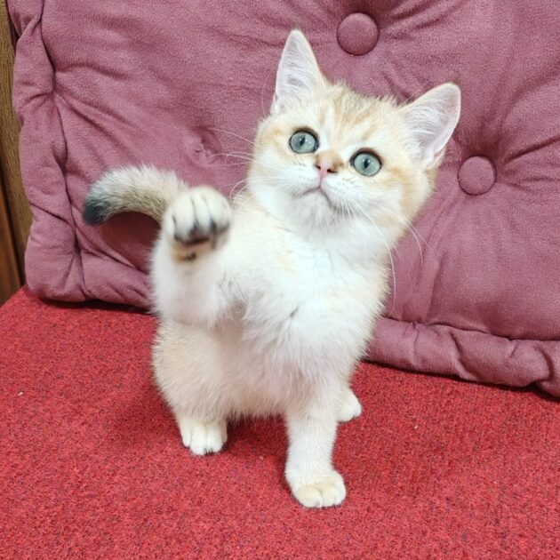 British Golden kittens for sale in UAE