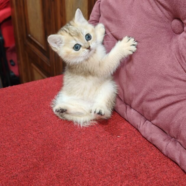 British Golden kittens for sale in UAE